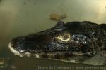 Yacare caiman