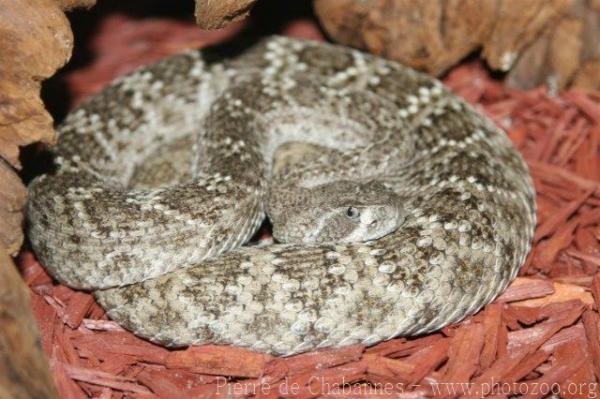 Western diamondback rattlesnake