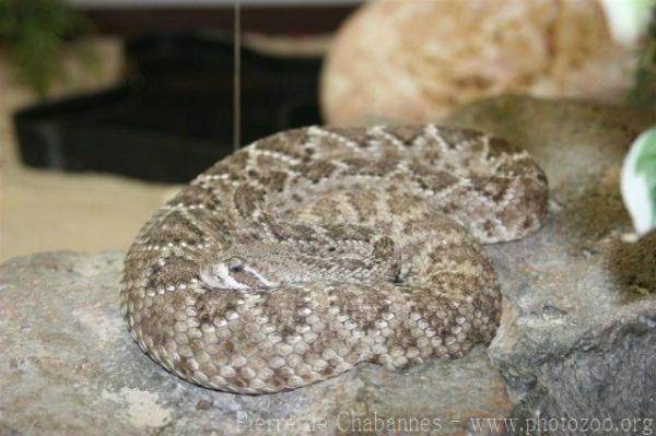 Western diamondback rattlesnake