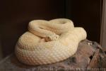 Western diamondback rattlesnake