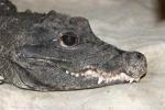 African dwarf crocodile