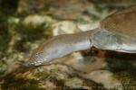 Chinese soft-shelled turtle