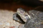 Eastern box turtle