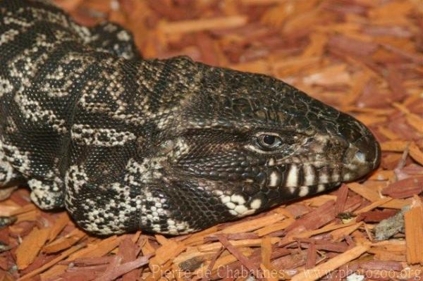 Golden tegu