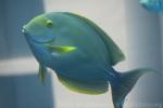 Yellowfin surgeonfish