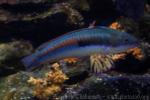 Mediterranean rainbow wrasse