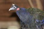 Congo peafowl