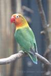 Fischer's lovebird