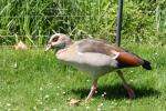 Egyptian goose