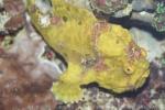 Painted frogfish