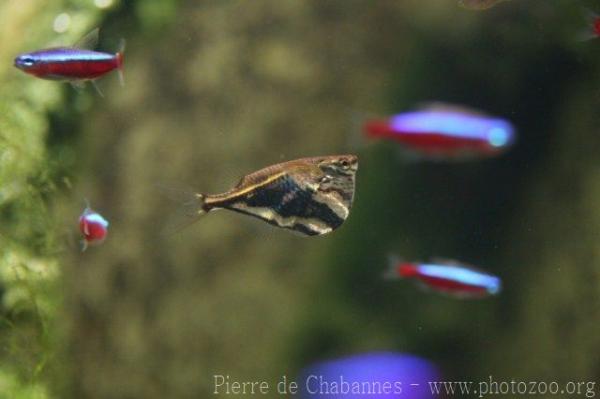 Blackwing hatchetfish