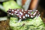 Marañón poison frog