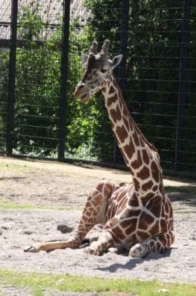 Reticulated giraffe