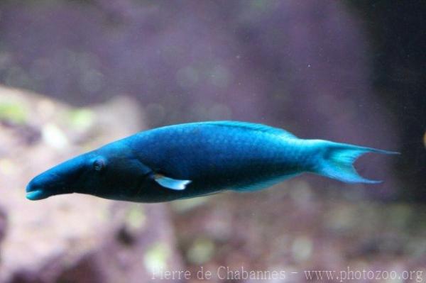 Green birdmouth wrasse