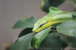 Red-tailed green ratsnake