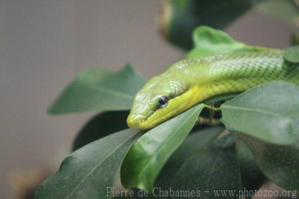 Red-tailed green ratsnake