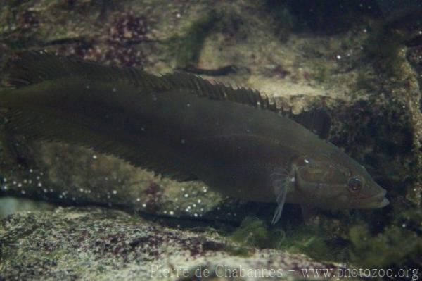 Giant kelpfish