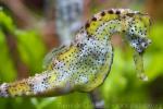 Big-belly seahorse