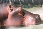 Common hippopotamus