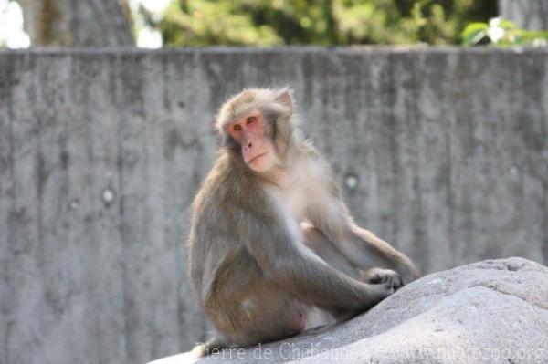 Japanese macaque