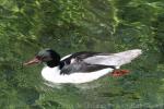 Goosander