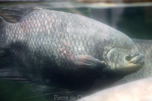 Elephant best sale ear gourami