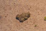 Natterjack toad