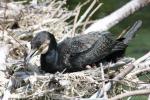 Great cormorant