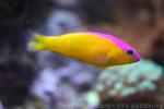 Diadem dottyback