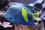 Yellowbar angelfish