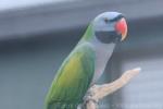 Derbyan parakeet