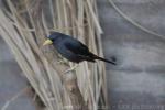 Grosbeak starling