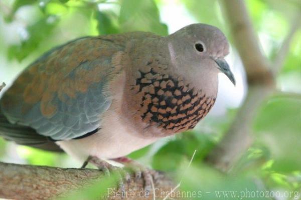 Laughing dove