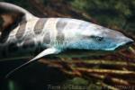 Leopard shark