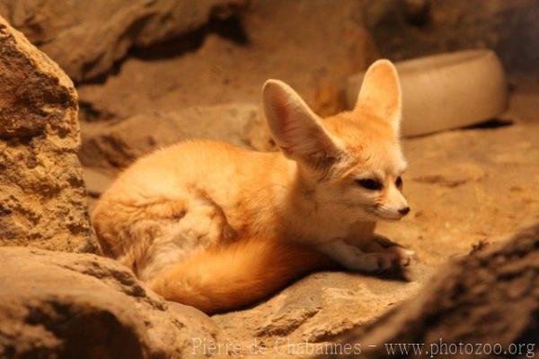 Fennec fox