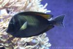 Indian sailfin tang