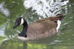 Atlantic Canada goose