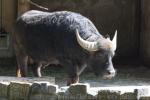 Water buffalo