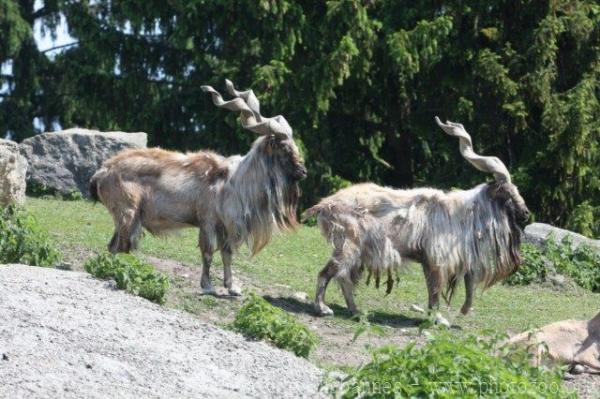 Turkmenistan markhor