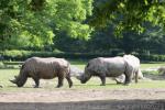 Southern white rhinoceros