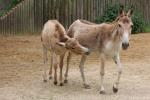 Persian onager