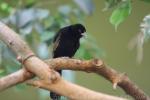 White-winged widowbird