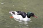 Goosander