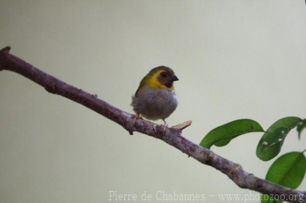 Cuban grassquit