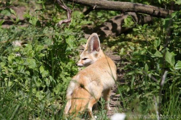 Fennec fox