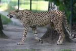 Southern Cheetah