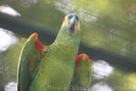 Blue-fronted amazon