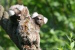 Common marmoset