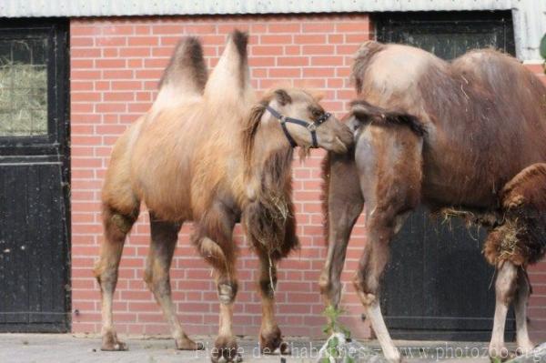 Bactrian camel