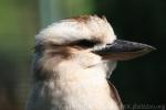 Laughing kookaburra